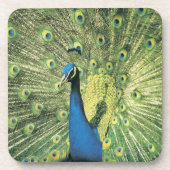 Pfauanzeigen Untersetzer (Vorderseite)