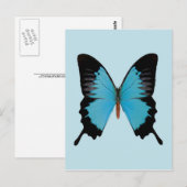 Pfauen-König Postkarte (Vorne/Hinten)