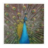 Pfauen Kunst Jewel Tone Farben Fliese (Vorderseite)