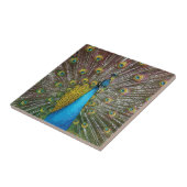 Pfauen Kunst Jewel Tone Farben Fliese (Seite)