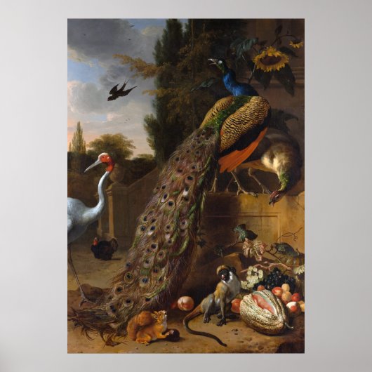 Pfauen - Melchior d'Hondecoeter Poster (Vorne)