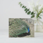 Pfauen Postkarte (Stehend Vorderseite)