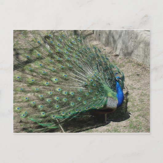 Pfauen Postkarte (Vorderseite)