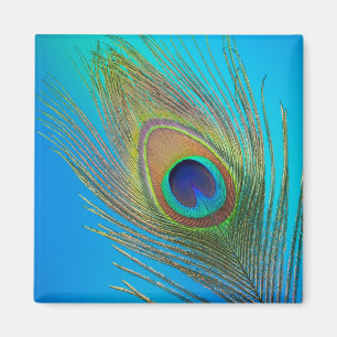 Pfauen-Schwanzfeder Magnet