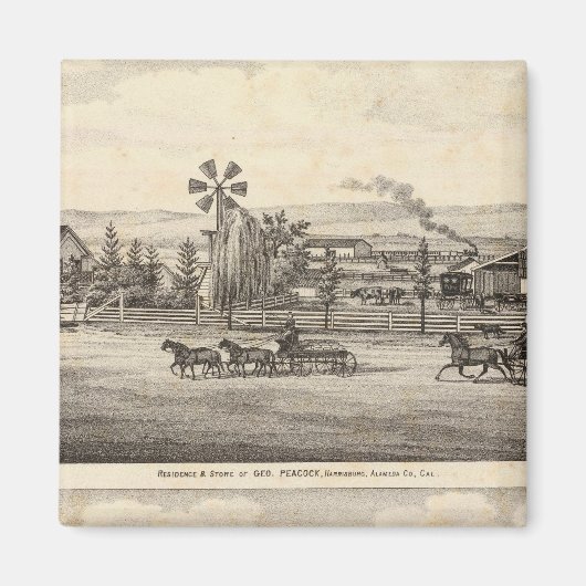 Pfauen, Willow Glen Magnet (Vorne)