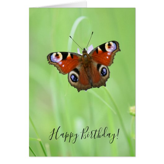 Pfauenauge Schmetterling (Vorne)