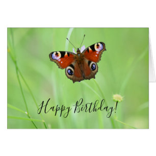 Pfauenauge Schmetterling