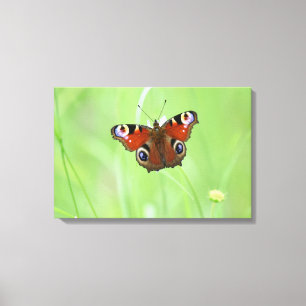 Pfauenauge Schmetterling Leinwanddruck