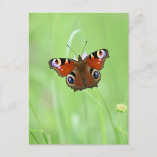 Pfauenauge Schmetterling Postkarte