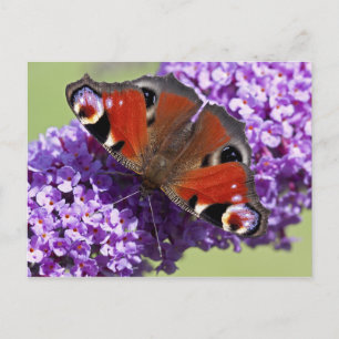 Pfauenaugen-Schmetterling Postkarte
