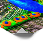 Pfauenbild Poster (Ecke)