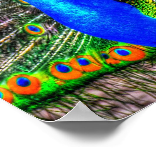 Pfauenbild Poster (Ecke)