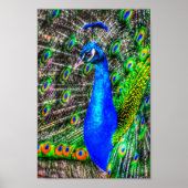 Pfauenbild Poster (Vorne)