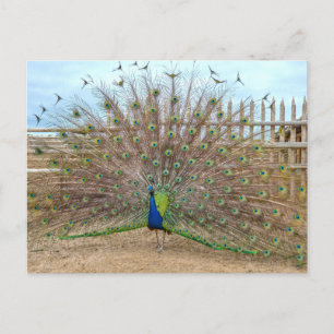 Pfauendarstellung, Bents alte Fort Corral Postkarte