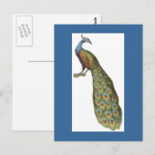 Pfauendarstellung Postkarte (Vorne/Hinten)