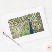 Pfauendarstellung Rechteckiger Aufkleber (Umschlag)