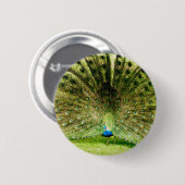 Pfauendarstellungsfarben Button (Vorne & Hinten)