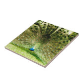 Pfauendarstellungsfarben Fliese (Seite)