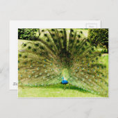 Pfauendarstellungsfarben Postkarte (Vorne/Hinten)