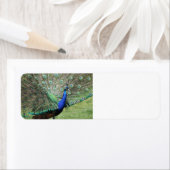 Pfauenetiketten (Insitu)