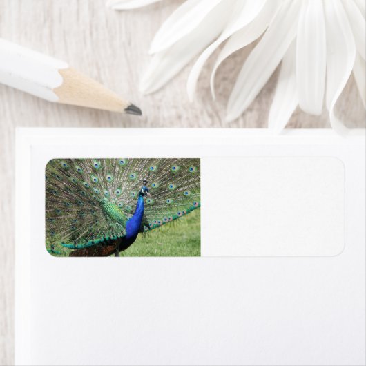 Pfauenetiketten (Insitu)