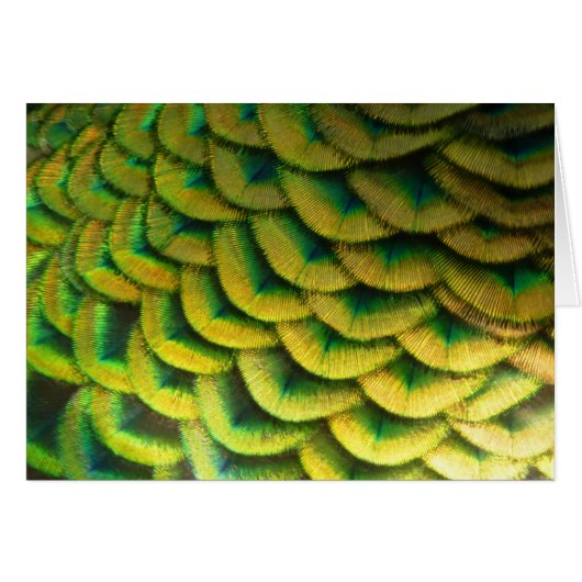Pfauenfeathers II Farbenfrohe Natur (Vorderseite (Horizontal))