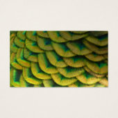 Pfauenfeathers II Farbenfrohe Natur (Rückseite)