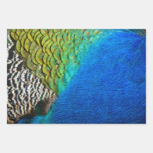 Pfauenfeathers II Farbenfrohe Natur Geschenkpapier Set (Vorderseite 2)