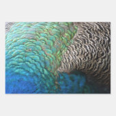 Pfauenfeathers II Farbenfrohe Natur Geschenkpapier Set (Vorderseite 3)