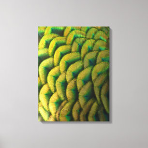 Pfauenfeathers II Farbenfrohe Natur Leinwanddruck