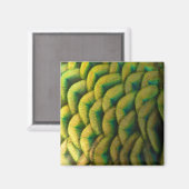 Pfauenfeathers II Farbenfrohe Natur Magnet (Vorderseite/Rückseite)