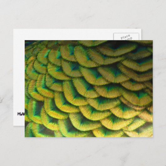 Pfauenfeathers II Farbenfrohe Natur Postkarte (Vorne/Hinten)