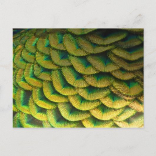 Pfauenfeathers II Farbenfrohe Natur Postkarte (Vorderseite)