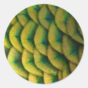 Pfauenfeathers II Farbenfrohe Natur Runder Aufkleber