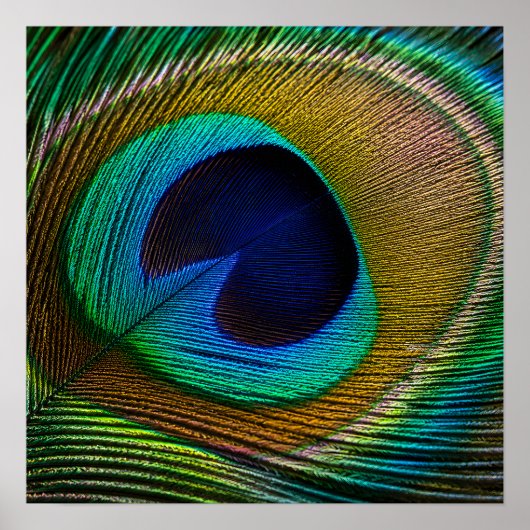 Pfauenfeder-Auge Poster (Vorne)