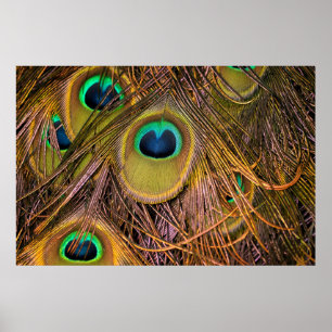 Pfauenfeder-Augen Poster