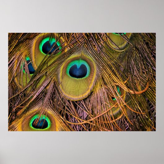 Pfauenfeder-Augen Poster (Vorne)
