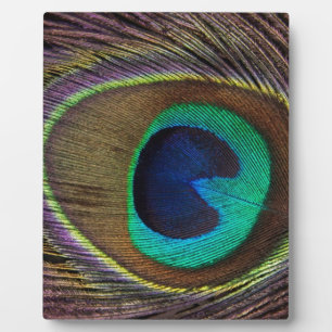 Pfauenfeder Fotoplatte