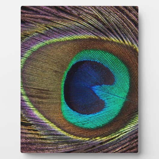 Pfauenfeder Fotoplatte (Vorderseite)