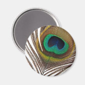 Pfauenfeder Magnet (Vorderseite/Rückseite)