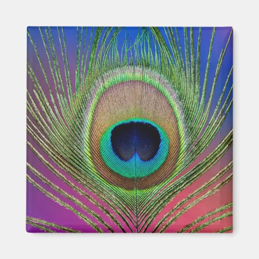 Pfauenfeder Magnet (Vorne)