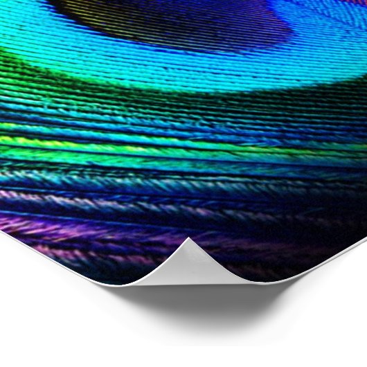 Pfauenfeder Poster (Ecke)