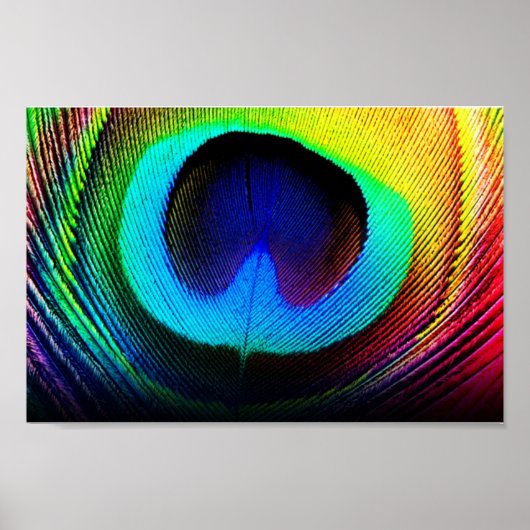 Pfauenfeder Poster (Vorne)
