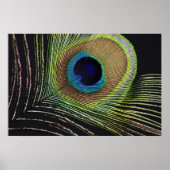 Pfauenfeder Poster (Vorne)