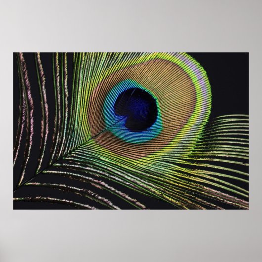 Pfauenfeder Poster (Vorne)