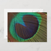 Pfauenfeder Postkarte (Vorne/Hinten)