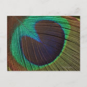 Pfauenfeder Postkarte (Vorderseite)
