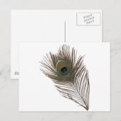 Pfauenfeder Postkarte (Vorne/Hinten)