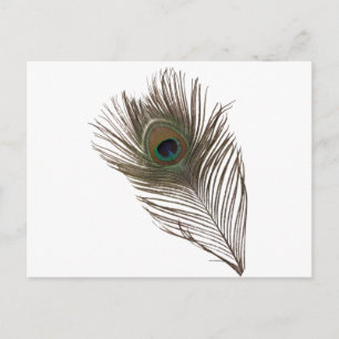 Pfauenfeder Postkarte