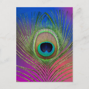 Pfauenfeder Postkarte